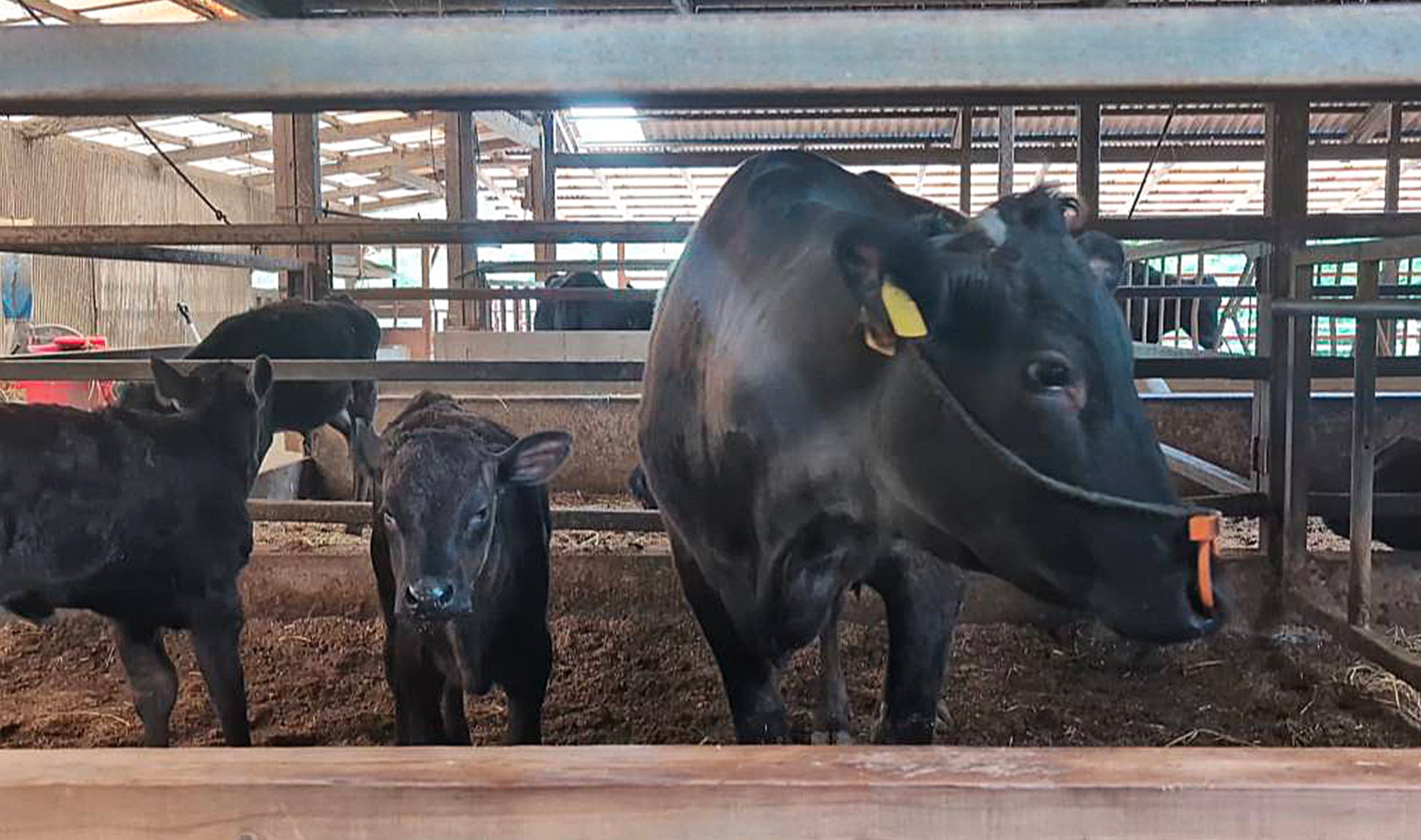 国産和牛のみを提供しています